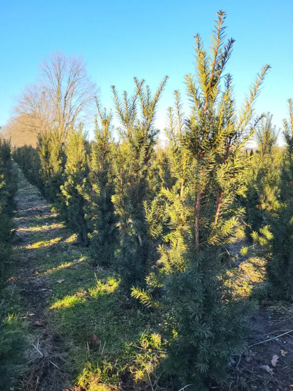 Taxus media Hicksii 110-120 cm - Image 4