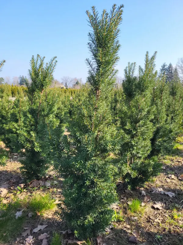 Taxus media Hicksii 110-120 cm