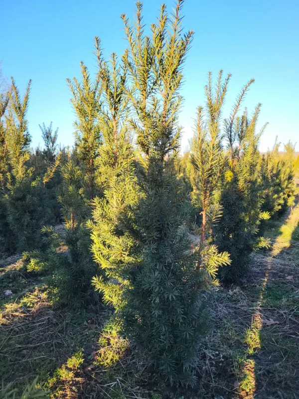 Taxus media Hicksii 110-120 cm - Image 3