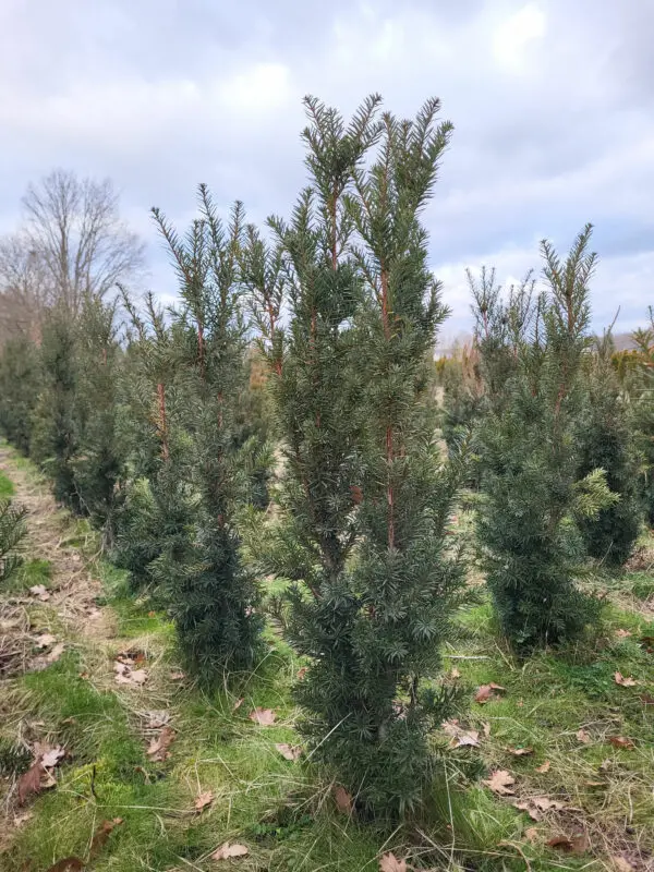 Taxus media Hicksii 110-120 cm - Image 2