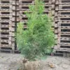 Thuja occ.Brabant 130-140 cm