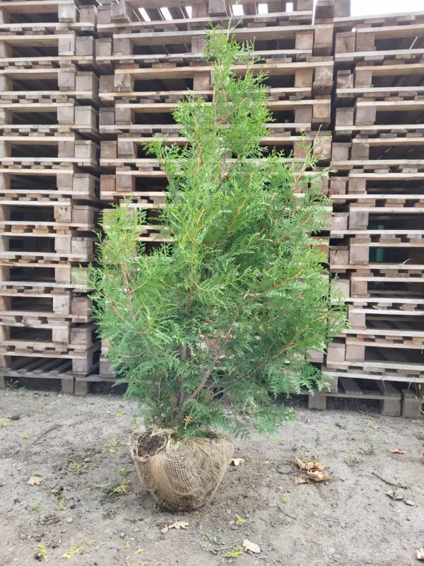 Thuja occ.Brabant 130-140 cm - Image 3
