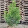 Thuja occ.Brabant 130-140 cm - Image 2