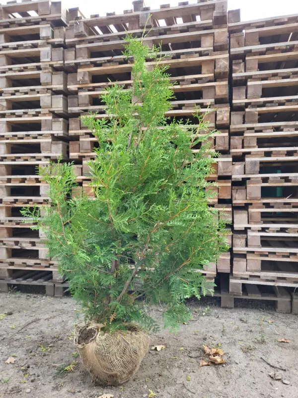 Thuja occ.Brabant 130-140 cm - Image 2