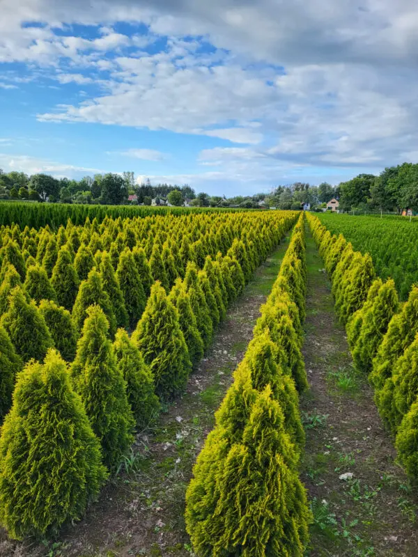 Thuja occ.Golden Smaragd 110-120 cm - Image 9