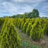 Thuja occ.Golden Smaragd 150-160 cm - Image 9