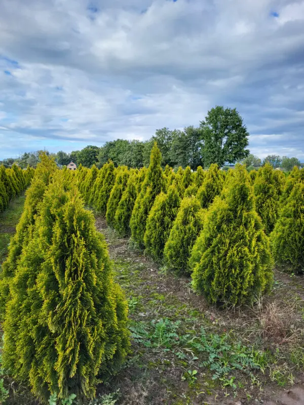 Thuja occ.Golden Smaragd 110-120 cm - Image 8