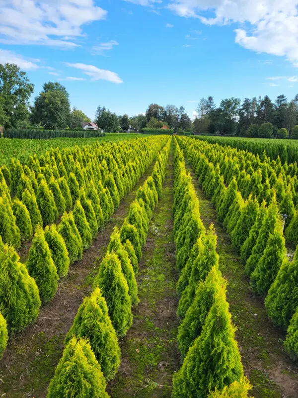 Thuja occ.Golden Smaragd 110-120 cm - Image 7