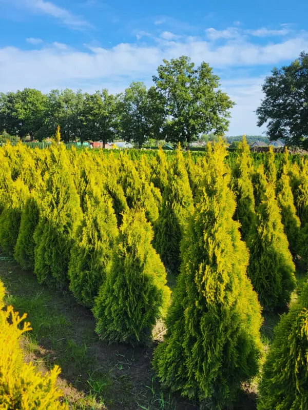Thuja occ.Golden Smaragd 110-120 cm - Image 2