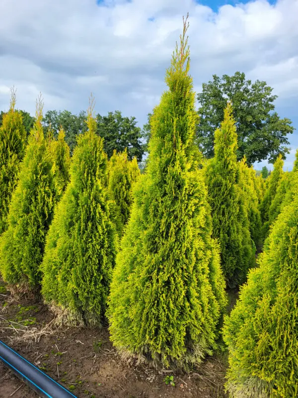 Thuja occ.Golden Smaragd 130-140 cm