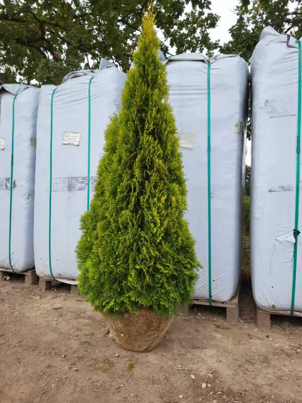 Thuja occ.Golden Smaragd 150-160 cm