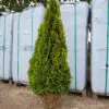 Thuja occ.Golden Smaragd 150-160 cm - Image 3