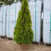 Thuja occ.Golden Smaragd 150-160 cm - Image 2