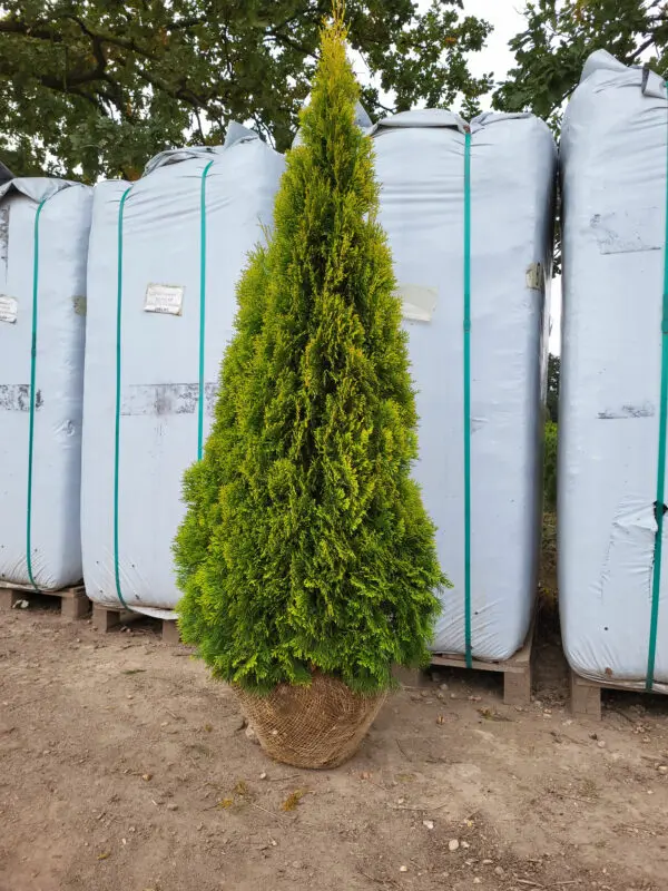 Thuja occ.Golden Smaragd 150-160 cm - Image 2