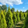 Thuja occ.Golden Smaragd 150-160 cm - Image 7