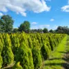 Thuja occ.Golden Smaragd 150-160 cm - Image 6