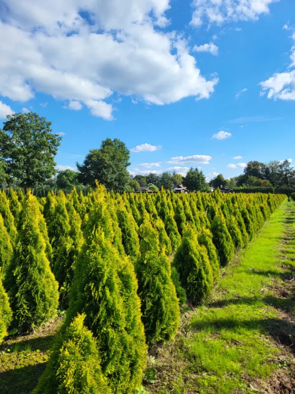 Thuja occ.Golden Smaragd 110-120 cm - Image 5