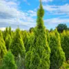 Thuja occ.Golden Smaragd 150-160 cm - Image 5