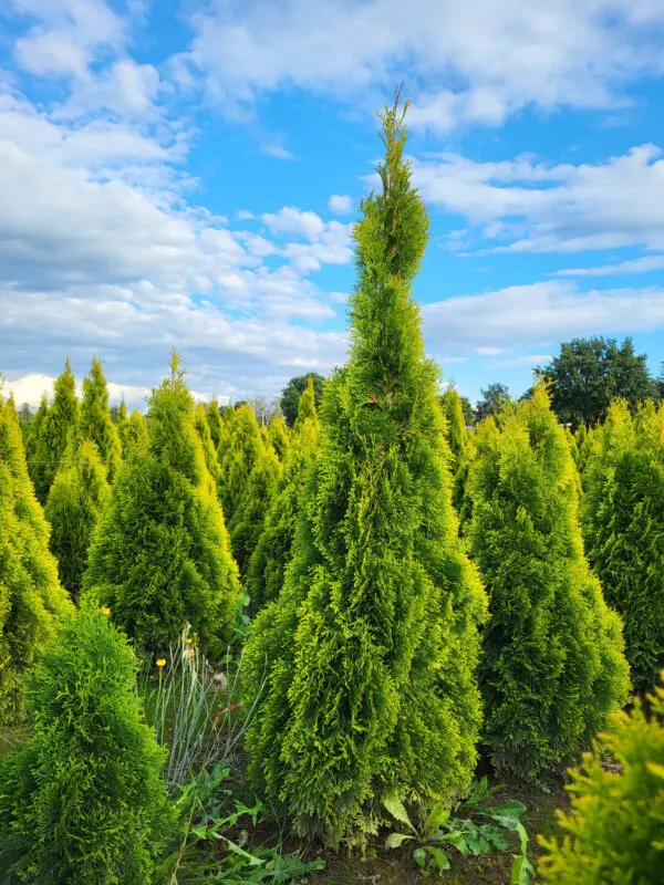 Thuja occ.Golden Smaragd 110-120 cm - Image 4
