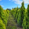 Thuja occ.Golden Smaragd 150-160 cm - Image 4