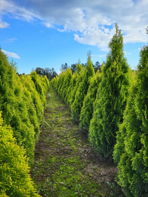 Thuja occ.Golden Smaragd 110-120 cm - Image 3