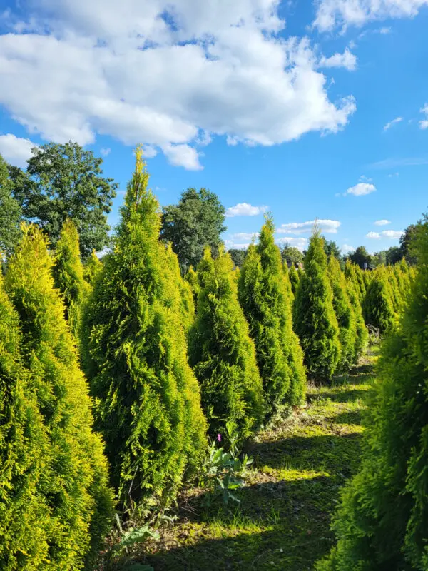Thuja occ.Golden Smaragd 110-120 cm - Image 6