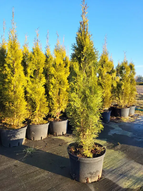 Thuja occ.Smaragd 110-120 cm - Image 3