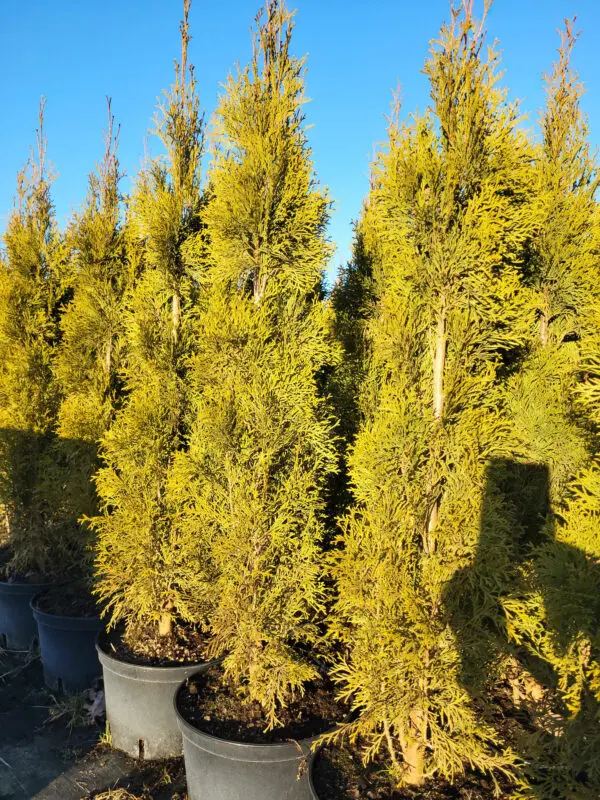 Thuja occ.Smaragd 110-120 cm - Image 2