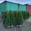 Thuja occ.Smaragd 130-140 cm - Image 2