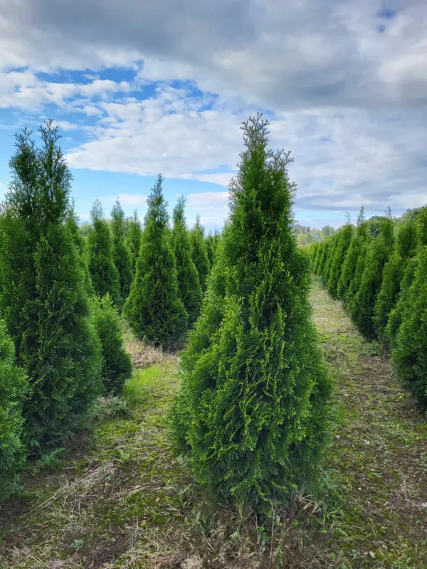 Thuja occ.Smaragd 130-140 cm