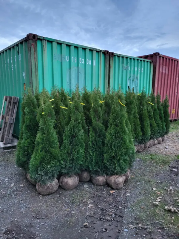Thuja occ.Smaragd 130-140 cm - Image 2