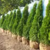 Thuja occ.Smaragd 150-160 cm