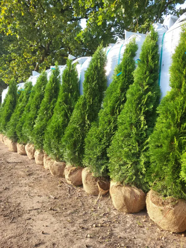 Thuja occ.Smaragd 150-160 cm