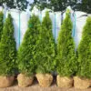 Thuja occ.Smaragd 190-200 cm - Image 5