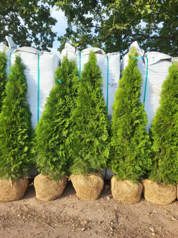 Thuja occ.Smaragd 190-200 cm - Image 5