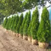 Thuja occ.Smaragd 190-200 cm - Image 4