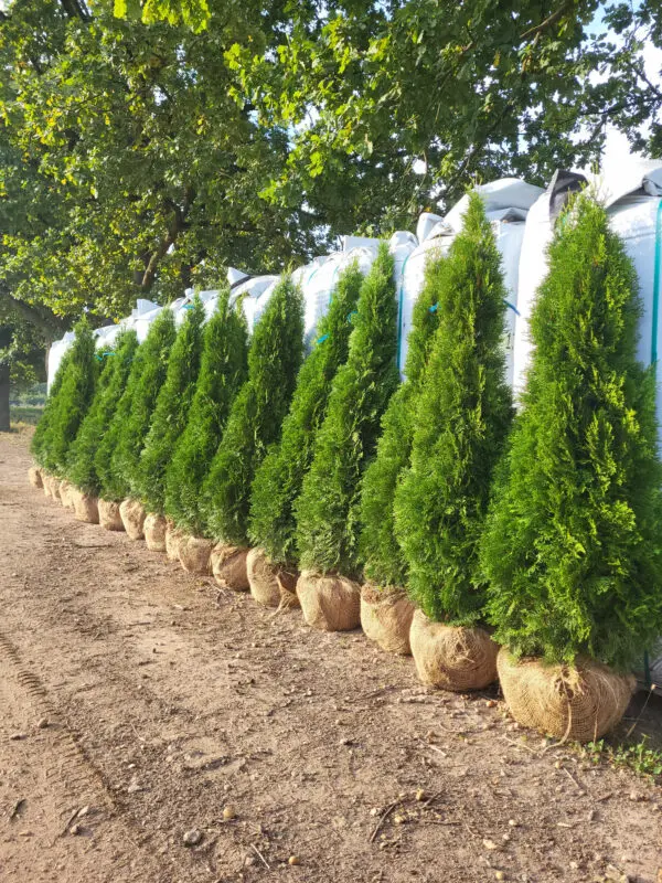 Thuja occ.Smaragd 150-160 cm - Image 2
