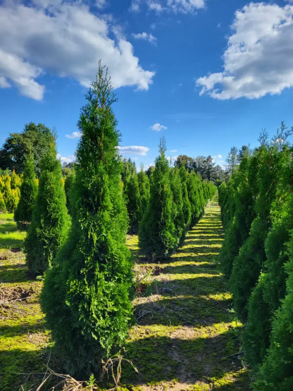 Thuja occ.Smaragd 170-180 cm