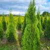 Thuja occ.Smaragd 190-200 cm - Image 3