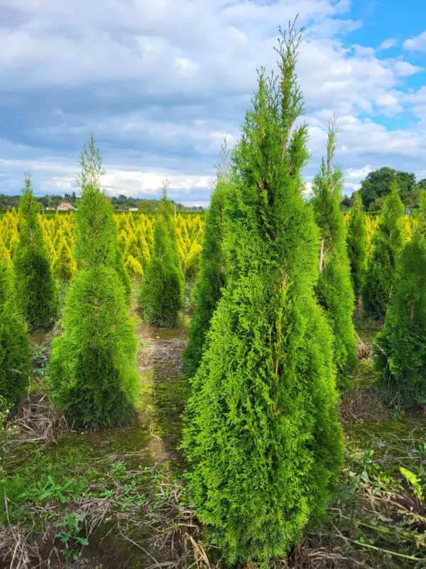 Thuja occ.Smaragd 150-160 cm - Image 3