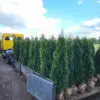 Thuja occ.Smaragd 190-200 cm - Image 2