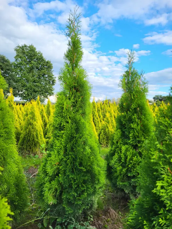 Thuja occ.Smaragd 110-120 cm - Image 4