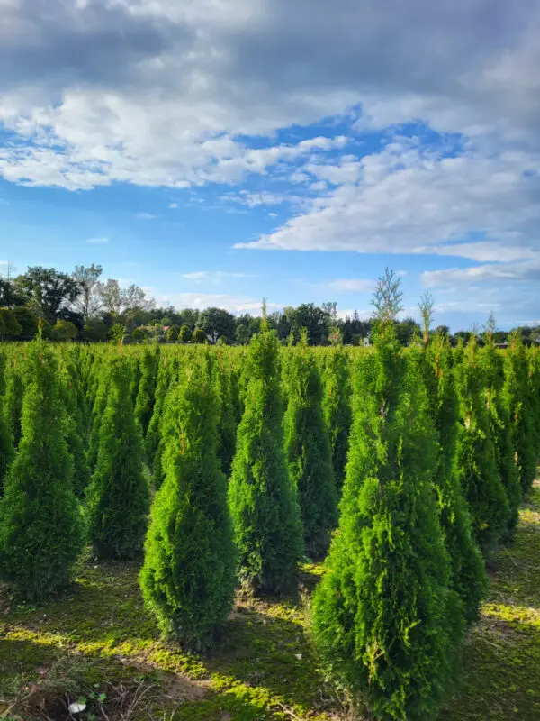 Thuja occ.Smaragd 110-120 cm - Image 5
