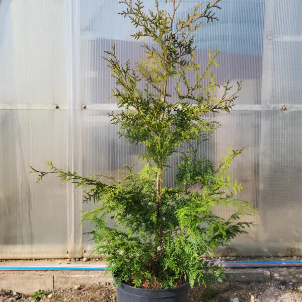 Thuja occ.Brabant 110-130 cm