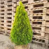 Thuja occ.Golden Smaragd 110-120 cm