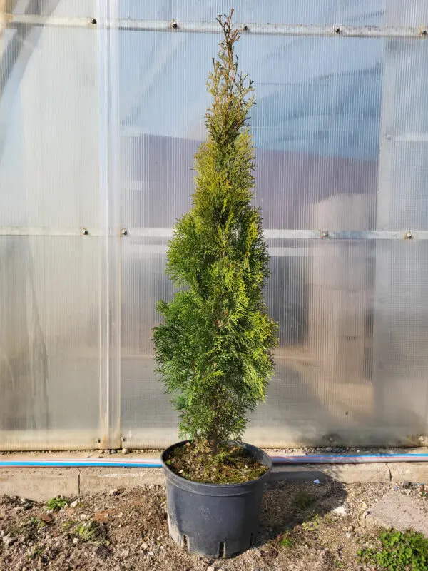 Thuja occ.Smaragd 110-120 cm