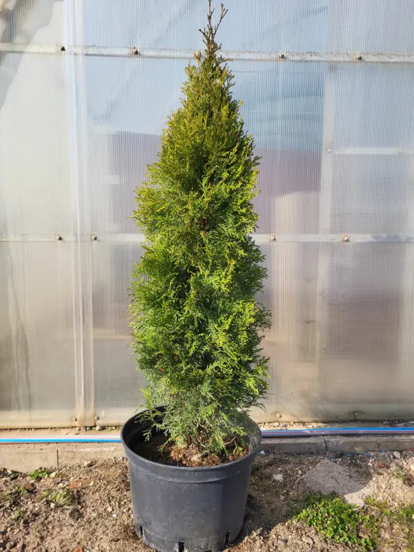 Thuja occ.Smaragd 110-120 cm