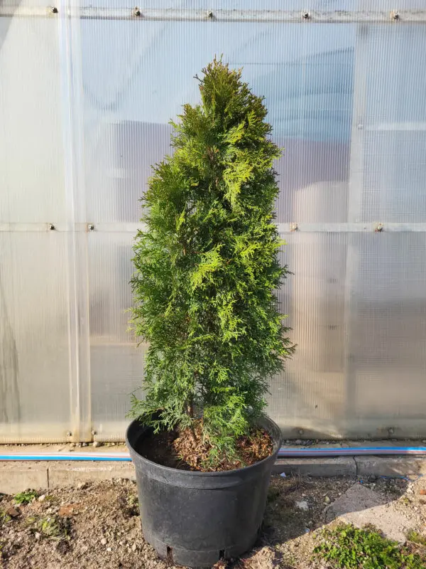 Thuja occ.Smaragd 90-100 cm