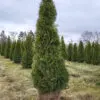 Thuja occ.Smaragd 190-200 cm