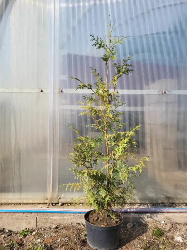 Thuja occ.Brabant 100-120 cm